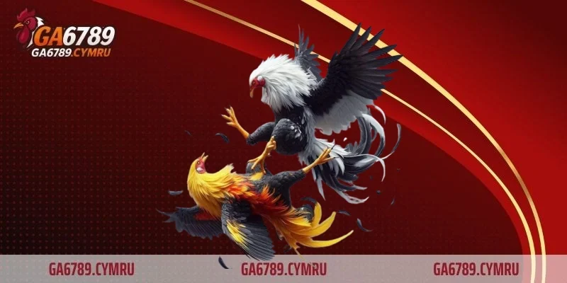 Cách thả gà đá cựa sắt chuẩn kỹ thuật cùng chuyên gia GA6789