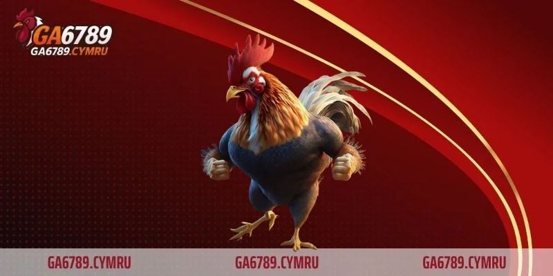 Tổng quan về các dòng gà đá hiện nay